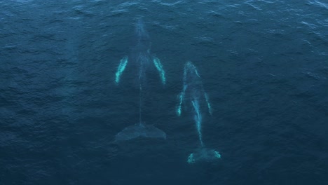 Eine-Familie-Von-Drei-Buckelwalen,-Die-Aus-Dem-Wasser-Kommen,-Drohnenansicht,-4k