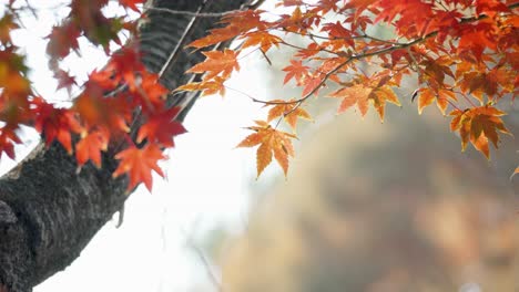 Autumn-colors-in-Tokyo,-Japan,-Beautiful-autumn-maple-leaves-and-tree-trunk-in-sunlight