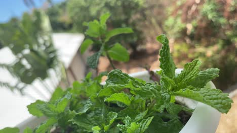 Background-of-Mint-leaves-moving-with-wind-angle-1