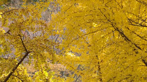 Yellow-Maidenhair-tree-In-korean-park-in-Yanjae-citizen's-forest-in-November