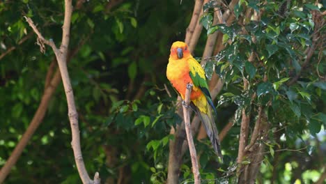 On-top-of-the-twig-looking-around-curiously-during-a-lovely-day,-Sun-Conure-or-Sun-Parakeet,-Aratinga-solstitiali,-South-America