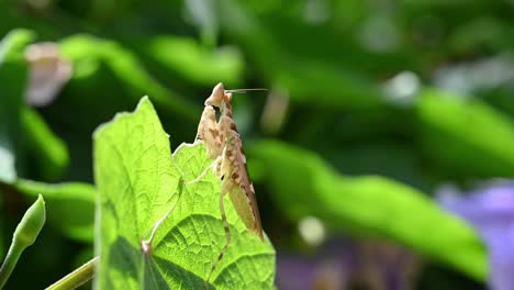 Una-Grabación-De-Este-Pequeño-Y-Encantador-Insecto-Subiendo-Por-Una-Hoja-Ancha-Bajo-El-Sol-De-La-Mañana-Mientras-Balancea-Su-Cuerpo-Hacia-Adelante-Y-Hacia-Atrás,-Mantis-Flor-Enjoyada,-Creobroter-Gemmatus,-Tailandia