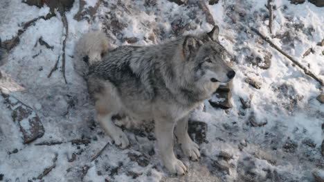 Porträt-Eines-Grauen-Wolfs,-Der-Auf-Schneebedecktem-Boden-Im-Safaripark-Von-Omega-In-Kanada-Sitzt