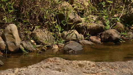 Seen-at-a-stream-during-a-summer-day-jumping-from-one-rock-to-another-wagging-its-tail-foraging-for-some-food,-Grey-Wagtail,-Motacilla-cinerea,-Huai-Kha-Kaeng-Wildlife-Sanctuary-Thailand