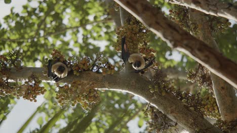 2-bats-hanging-from-a-tree-upside-down-and-looking-into-the-camera,-on-fig-tree-in-Comoros
