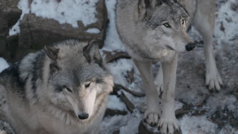 Two-Gray-Wolves-Standing-On-Snowy-Landscape-At-Daytime---high-angle,-close-up