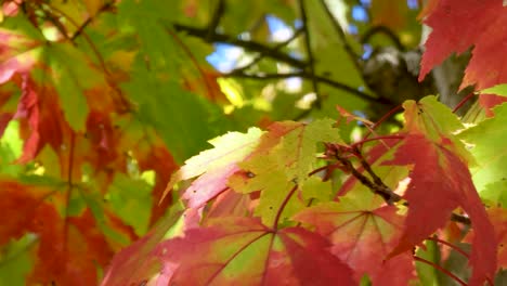 Nahaufnahme-Von-Bunten-Herbstblättern,-Die-Im-Wind-Wehen