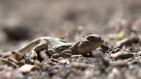 A-small-brown-lizard-blending-in-with-the-rocks-and-sand-of-a-high-altitude-desert-in-Nepal