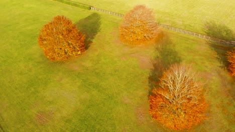 Aerial-view-rotating-shot-of-four-trees-shedding-their-yellow-leaves-over-green-grass-indicating-autumn-season-in-Thetford-norfolk,UK