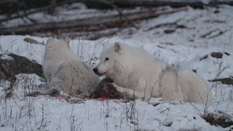 Beautiful-snow-white-wolves-feeding-on-a-carcass--Close-up-Slowmo