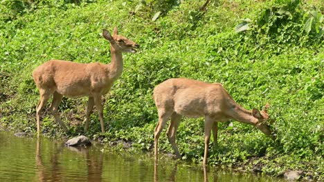 Two-female-Eld's-Deer-seen-grazing-on-the-side-of-the-stream-where-the-grass-is-greener-and-healthy,-Panolia-eldii,-Female,-Huai-Kha-Kaeng-Wildlife-Sanctuary-in-Thailand