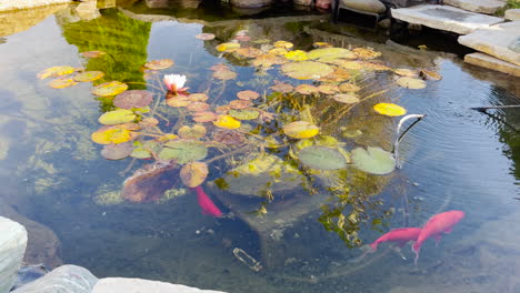Beautiful-koi-pond-with-waterlily
