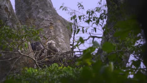Harpy-Eagle-Parent-bird-brings-a-Kill-for-its-chick-to-feed-and-tears-morsels-to-feed-it-in-the-nest-top-of-the-Huge-tree
