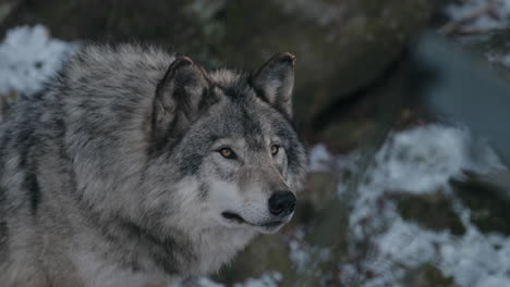 Furry-Gray-Wolf-At-The-Omega-Park-Wildlife-In-Montebello,-Quebec,-Canada
