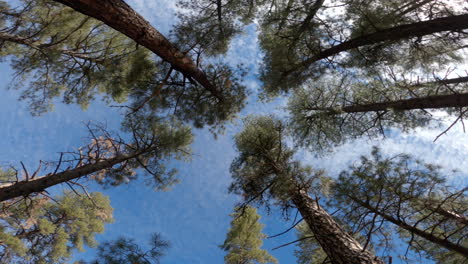 Rotating-shot-of-tall-pine-trees-facing-the-blue-sky