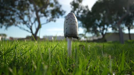 Isolated-view-of-a-single-mushroom-growing-in-the-green-grass-in-a-park