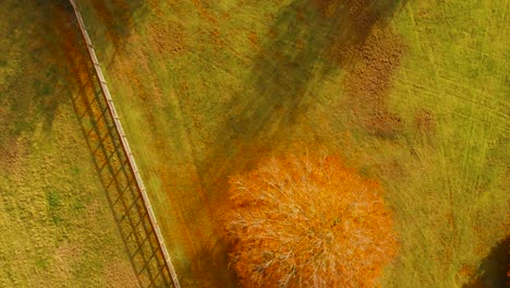 Bird's-eye-view-of-of-orange-colored-trees-shedding-their-leaves-on-the-green-grass-indicating-autumn-season-in-the-region-of-Thetford-norfolk,UK