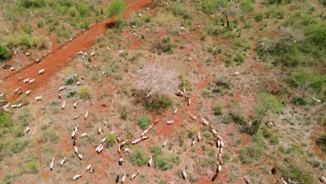 Shepard-and-herd-of-goats-on-arid-pasture-in-Southern-Kanya,-aerial-view