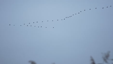 Crane-swarm-flying-in-formation