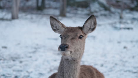 Young-Deer-Sitting-On-Snowy-Landscape---close-up