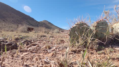 Weitwinkelaufnahme-Von-Wüstenruinen-Und-Kakteen-Mitten-In-Der-Wüste-Von-Arizona