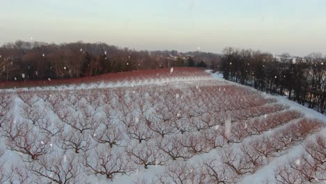 Dormant-fruit-tree-orchard-during-winter-snowstorm