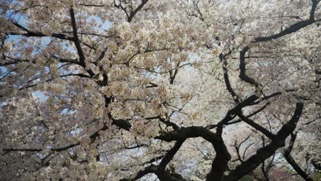 Falling-cherry-petals-from-a-Sakura-tree,-4K-Slowmo