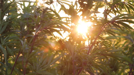Agricultura-De-Cannabis-En-Granjas-Al-Aire-Libre