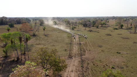 Vaqueros-Conduciendo-Ganado-En-Una-Granja-En-El-Pantanal-Sur