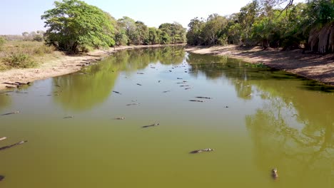 Aerial-view-of-a-group-of-alligators-clustered-in-a-lagoon-because-of-severe-drought-in-the-Pantanal-wild-swamp-region,-Brazil