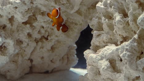 Ein-Einsamer-Kastanienbrauner-Clownfisch-Schwimmt-In-Einem-Aquarium