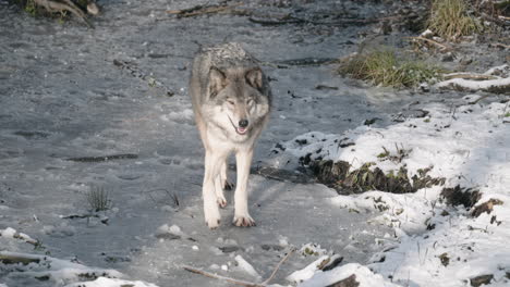 Alert-Canis-Lupus-Walking-on-Snowy-Landscape---slow-motion