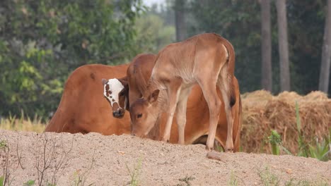 young-domestic-cows-playing-in-sand-
