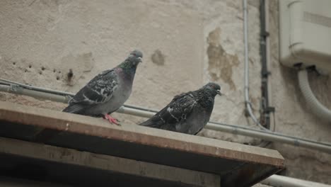 Pigeons-Perching-On-Old-Houses-In-The-Historical-Street-In-Venice,-Italy