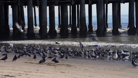 A-flock-of-rock-pigeons-or-common-rock-doves-and-California-gulls-on-the-beach-by-a-pier---slow-motion-flight
