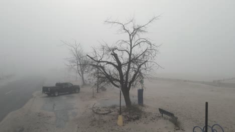 Still-look-at-a-dead-looking-tree-on-a-misty-beach