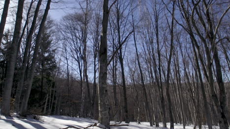 Footage-of-a-beautiful,-snowy,-pine-forest-in-the-mountains-during-the-winter