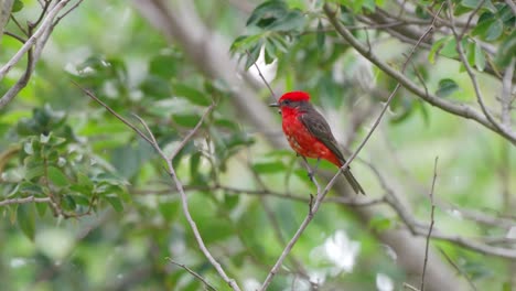 Vivid-red-color-plumage,-male-scarlet-flycatcher,-pyrocephalus-rubinus-perching-on-a-twig-and-fly-away-with-green-leaves-swaying-in-the-wind-in-the-background,-at-ibera-wetlands,-pantanal-reserves