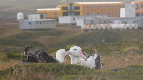 Dos-Albatros-Errantes-Adultos-Acicalándose-Frente-A-Una-Base-De-Investigación-En-El-Subantártico