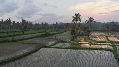 Flug-über-Die-Reisfelder-Von-Bali-Und-Die-Vulkane-Im-Hintergrund
