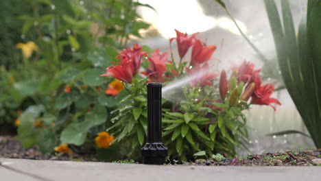Rainbird-3500-Rotor-Gear-Drive-Popping-Up-and-Going-back-down-in-Dirt-in-Flower-Bed