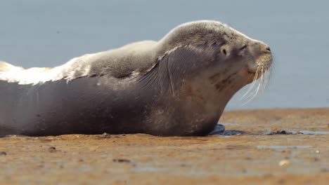 Robben-Liegen-Auf-Wasserlosem-Land
