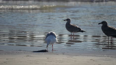 Eine-Kalifornische-Möwe-Frisst-Einen-Toten-Vogel-Am-Strand,-Während-Jungtiere-Zuschauen---Zeitlupe-Mit-Wellen-Im-Hintergrund