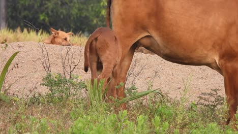 Joven-Vaca-Doméstica-Jugando-Con-Mamá