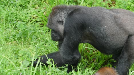 Young-male-Gorilla-pulling-greens-to-eat-from-the-ground-standing-on-all-four-limbs
