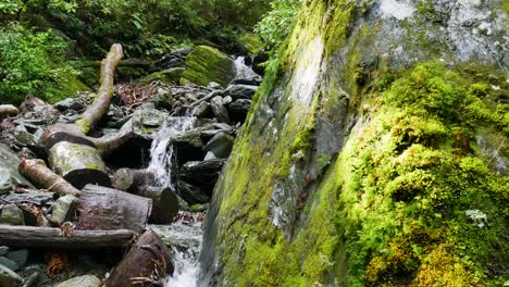 Idyllic-flowing-cascade-stream-down-rocks-and-mossy-plants-during-hike-at-Rob-Roy-Track-in-New-Zealand