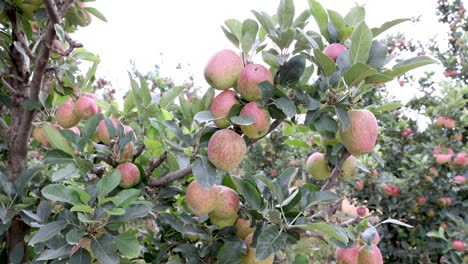 Apple-ripening-on-a-fruit-farm