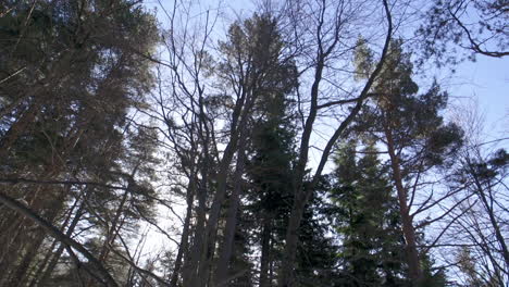 Aufnahmen-Eines-Wunderschönen,-Verschneiten-Pinienwaldes-In-Den-Bergen-Im-Winter