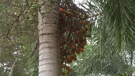 Foxtail-Palm-Trees---Bunch-Of-Fruits-Of-Wodyetia-Bifurcata