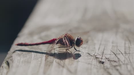 Red-Dragonfly-Moving-Tail-and-Eating-on-a-Wooden-Plank-Then-Flies-Away,-Handheld-Close-Up